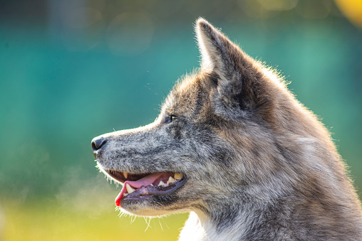 Akita-inu jako dokonalý společník