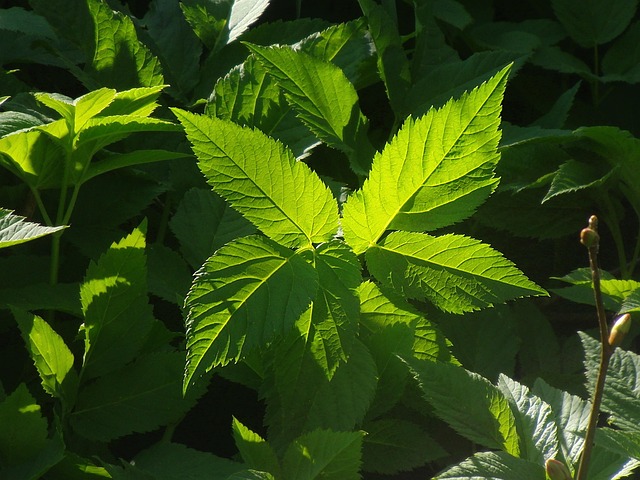 Kratom vás posílí