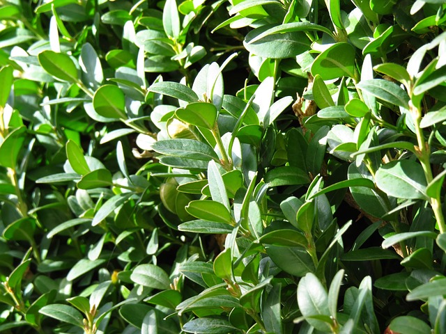 Kam se hodí umělý buxus